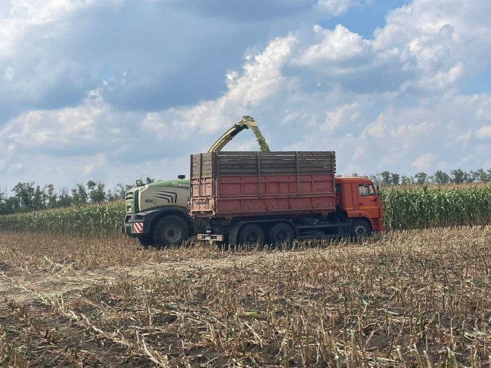 В «Прогресс Агро» убирают кукурузу на силос