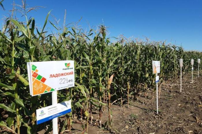 Гибриды кукурузы «Ладожские» на демпосевах показывают хорошую урожайность